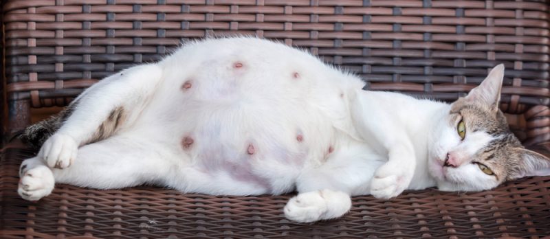 A pregnant mother cat while resting on a wooden chair showing its tummy and nipples