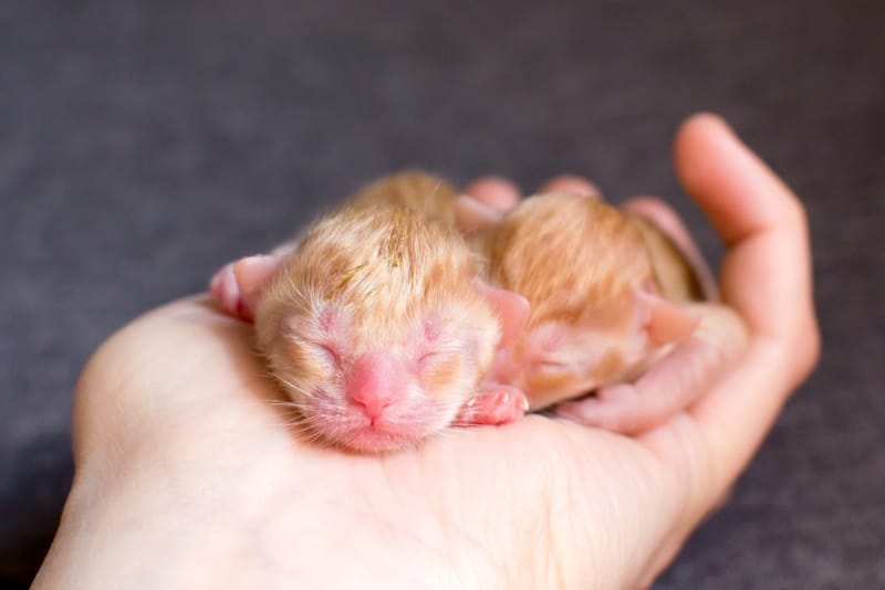 A small newborn kitten in the palm of a hand