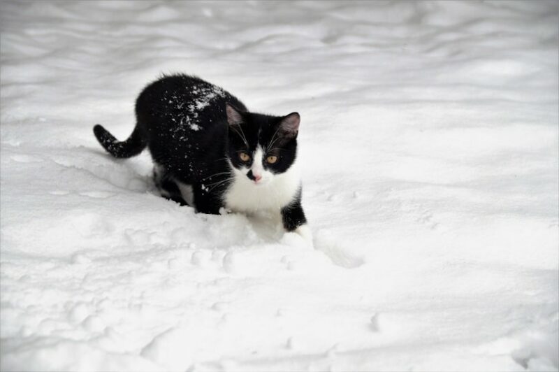 A tuxedo cat in the snow