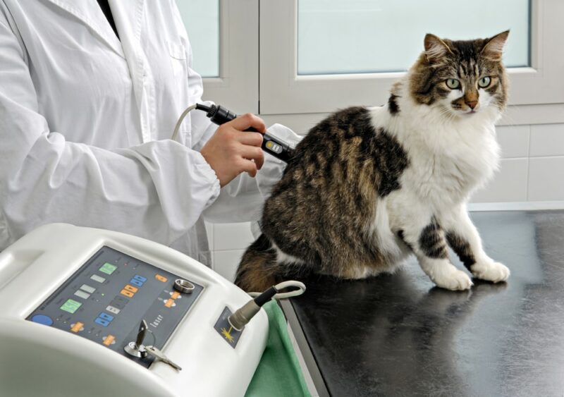 A vet gives laser therapy to a cat
