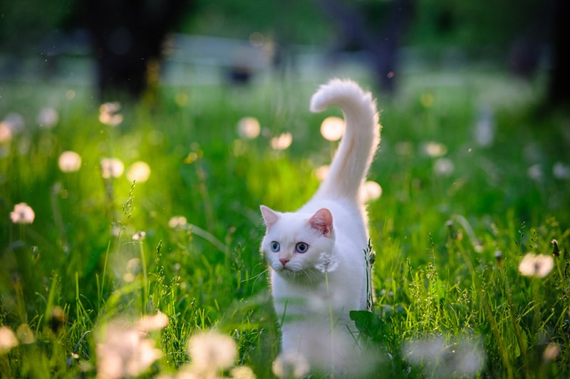 A white British blue-eyed cat walks through the summer grass full of dandelions in the garden
