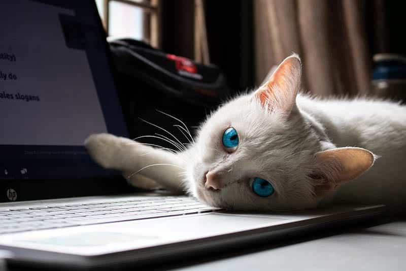 A white-coated cat lying on an hp laptop