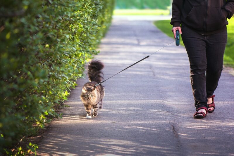 A woman with a cat on a leash walking along a path in the park