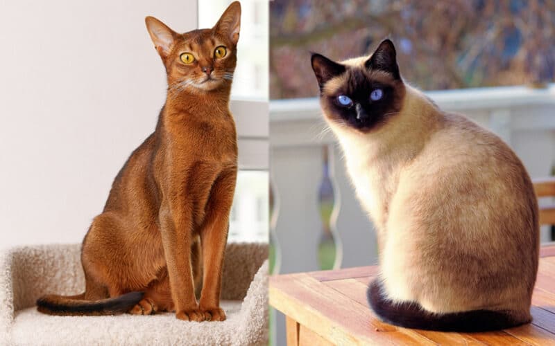 Abyssinian Cat and Siamese Cat