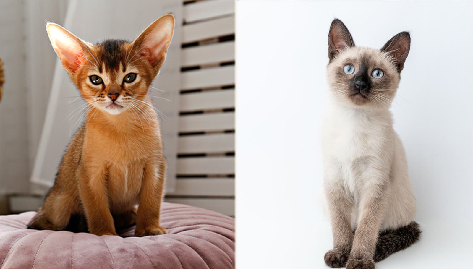 Abyssinian Cat and Siamese Cat Kitten side by side