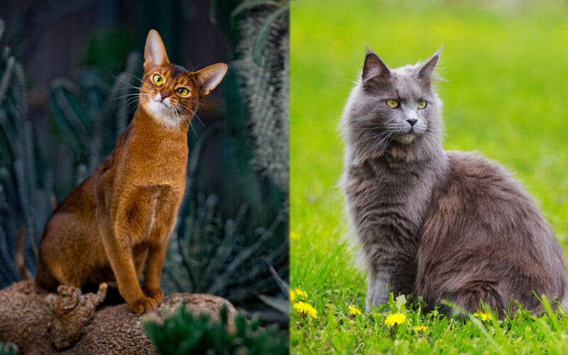 Abyssinian Maine Coon Mix