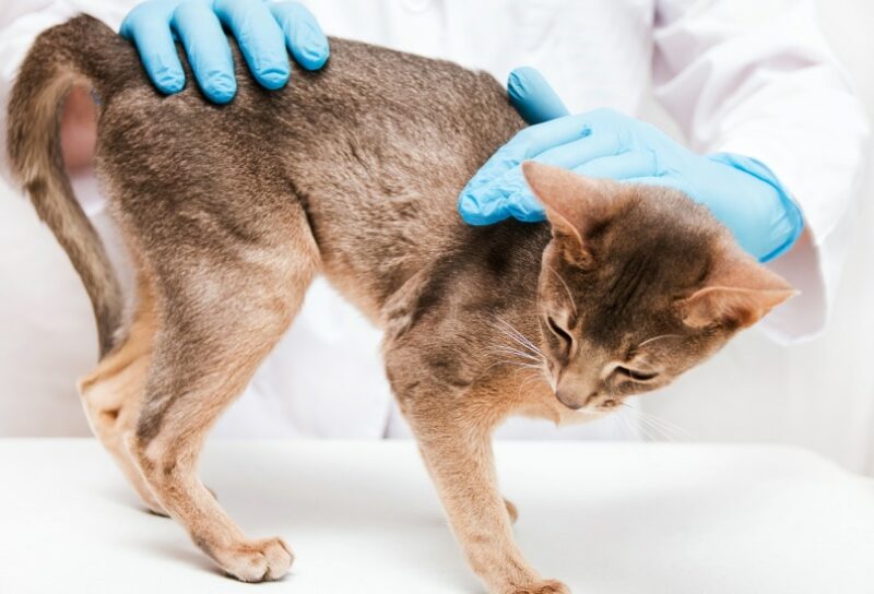 Abyssinian cat check by vet