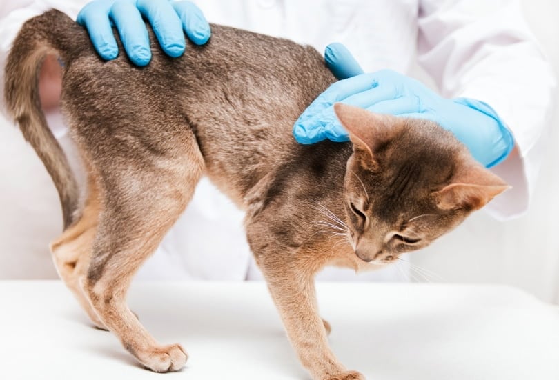 Abyssinian cat check by vet