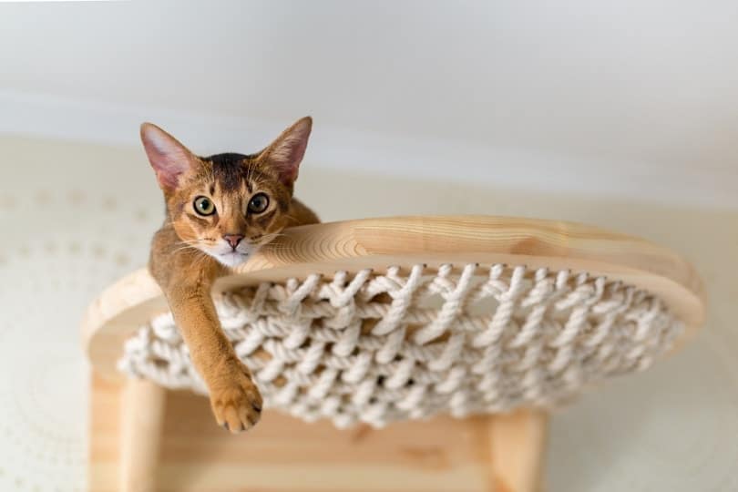 Abyssinian cat close-up on hammock in the house