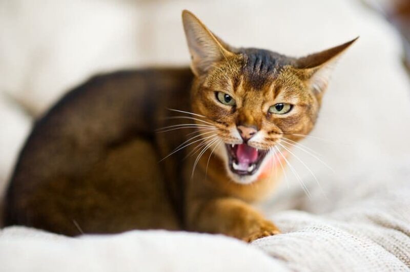 Abyssinian cat hisses