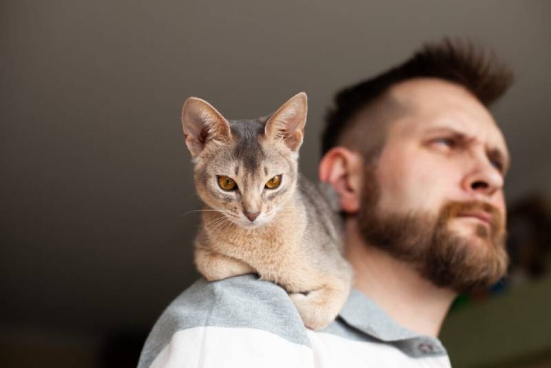 Abyssinian cat on a man's shoulder