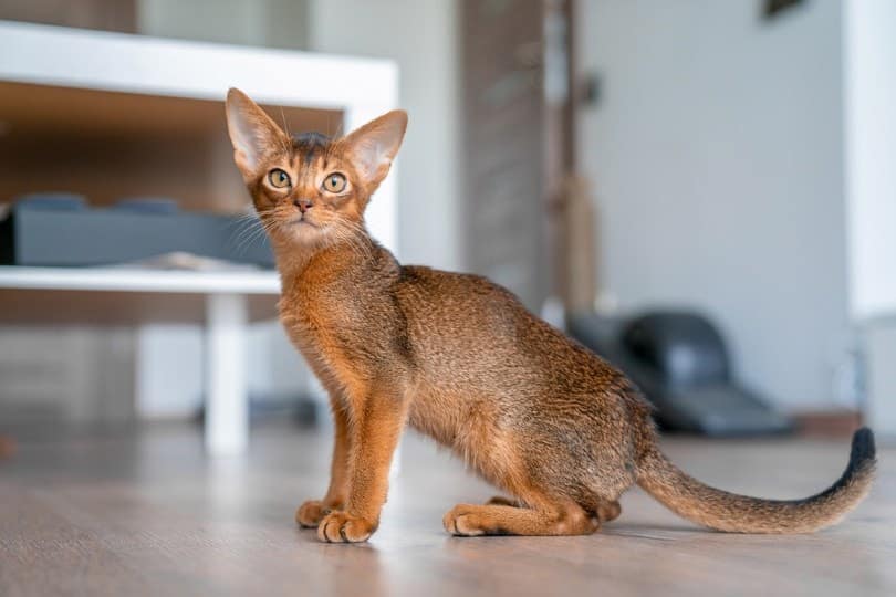 Abyssinian cat on kitchen