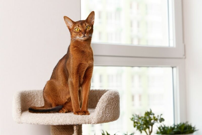 Abyssinian cat sitting in tower