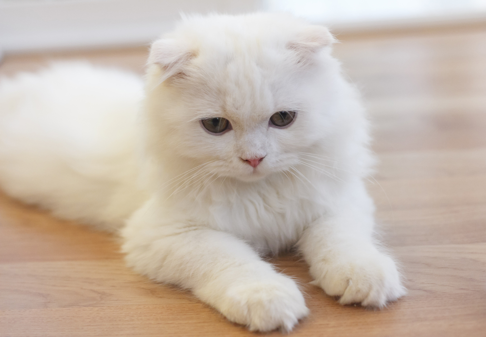 Active playful young cute Scottish Fold Cat