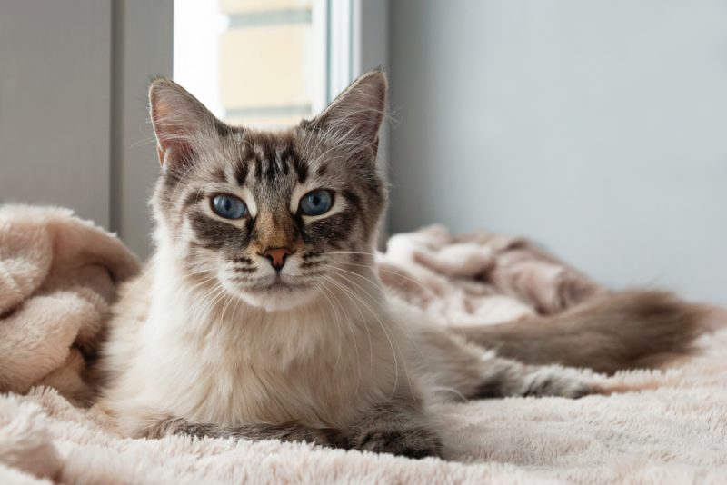 Adorable furry cat of seal lynx point color with blue eyes