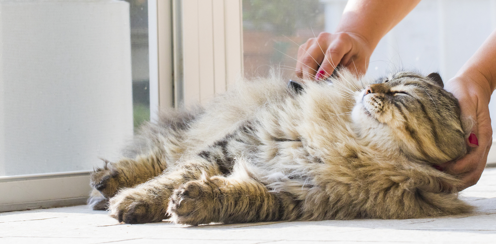 Adorable long haired cat in brushing time