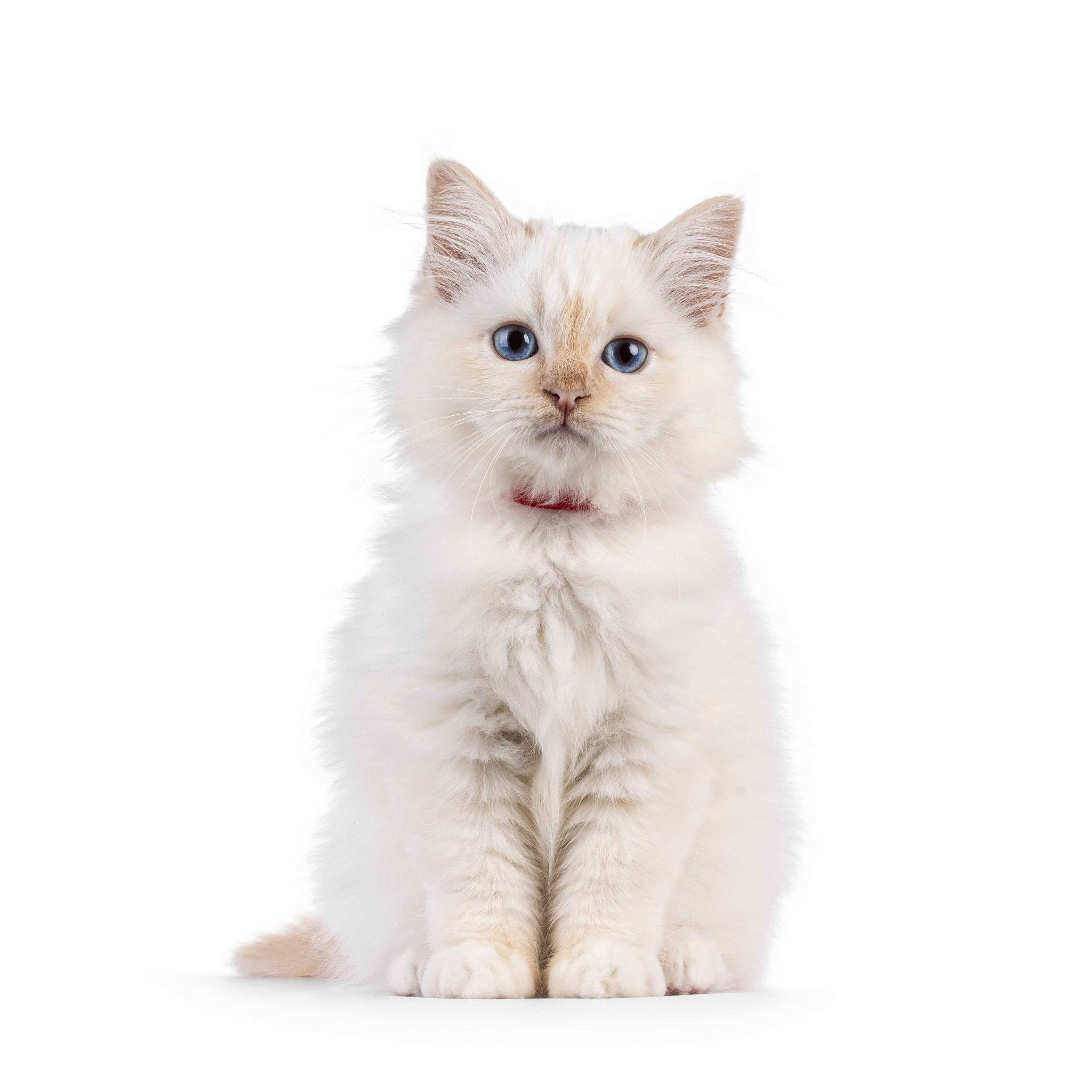 Adorable red point Sacred Birman cat kitten, sitting up facing front. Looking curious towards camera with breed specific blue eyes. Isolated on a white background_Nynke van Holten_Shutterstock