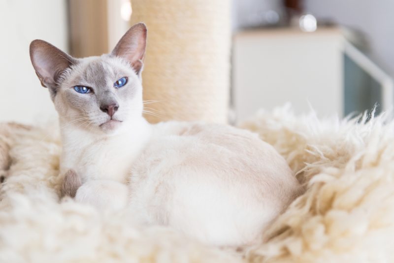 Adult Lilac point Siamese resting