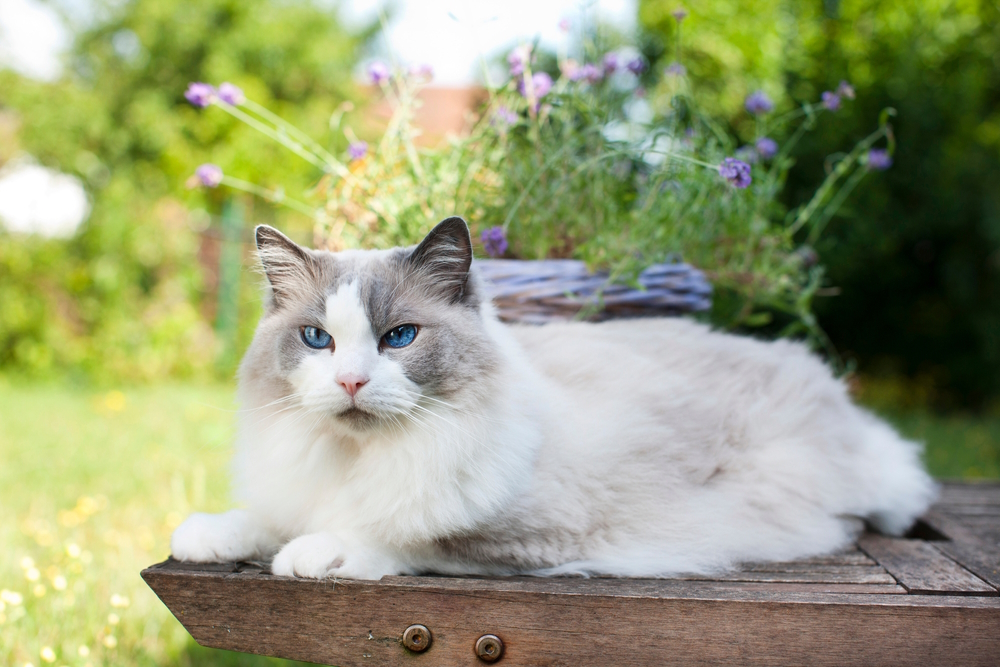 Adult-ragdoll-cat-lying-relaxed-in-the-garden