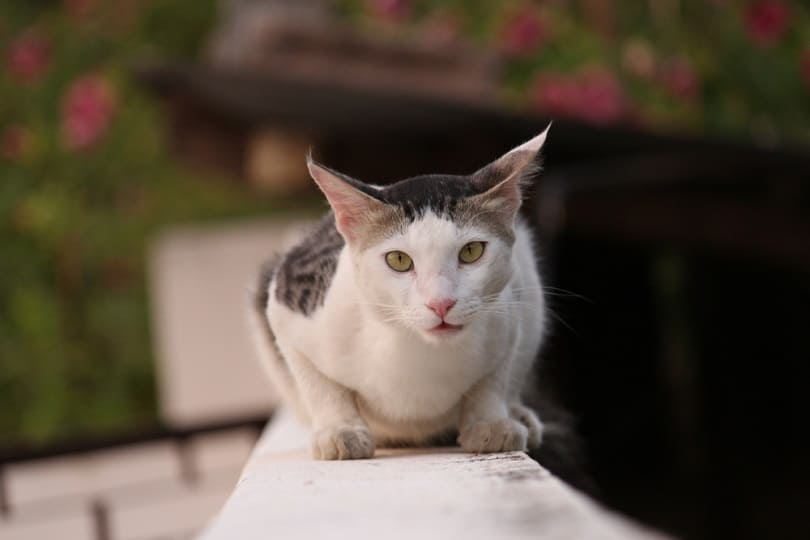 Aegean male cat_Suriya Nathan_shutterstock