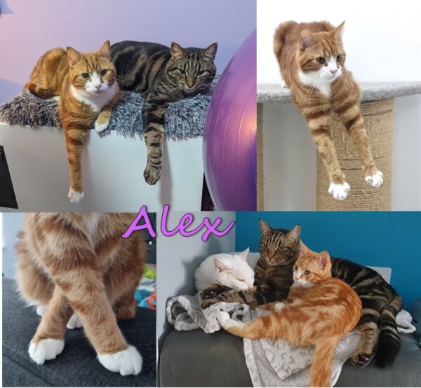 Alex, Dr Karyn's cats