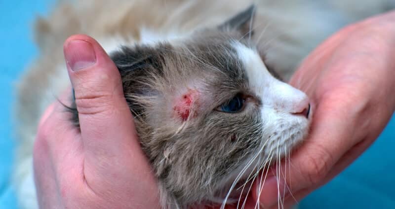 Allergic skin diseases in domestic cats