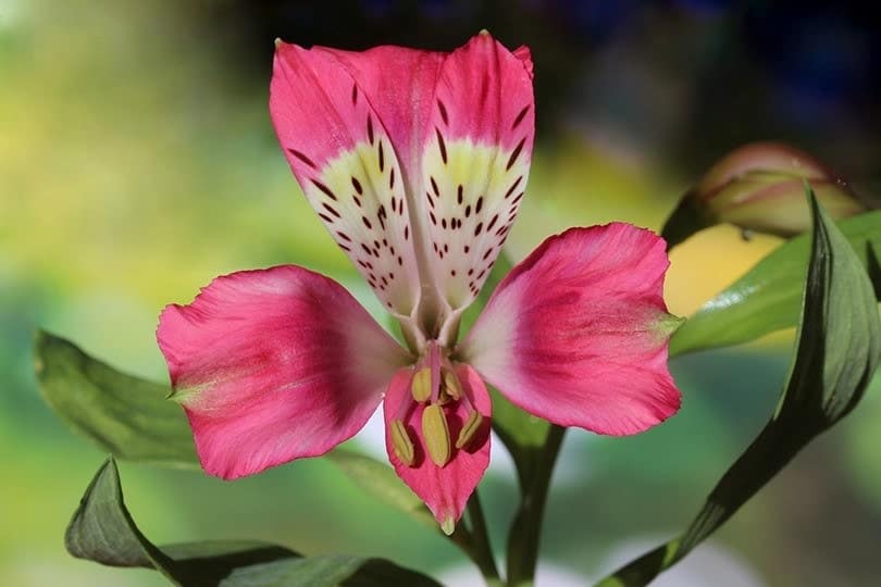 Alstroemeria plant with flower