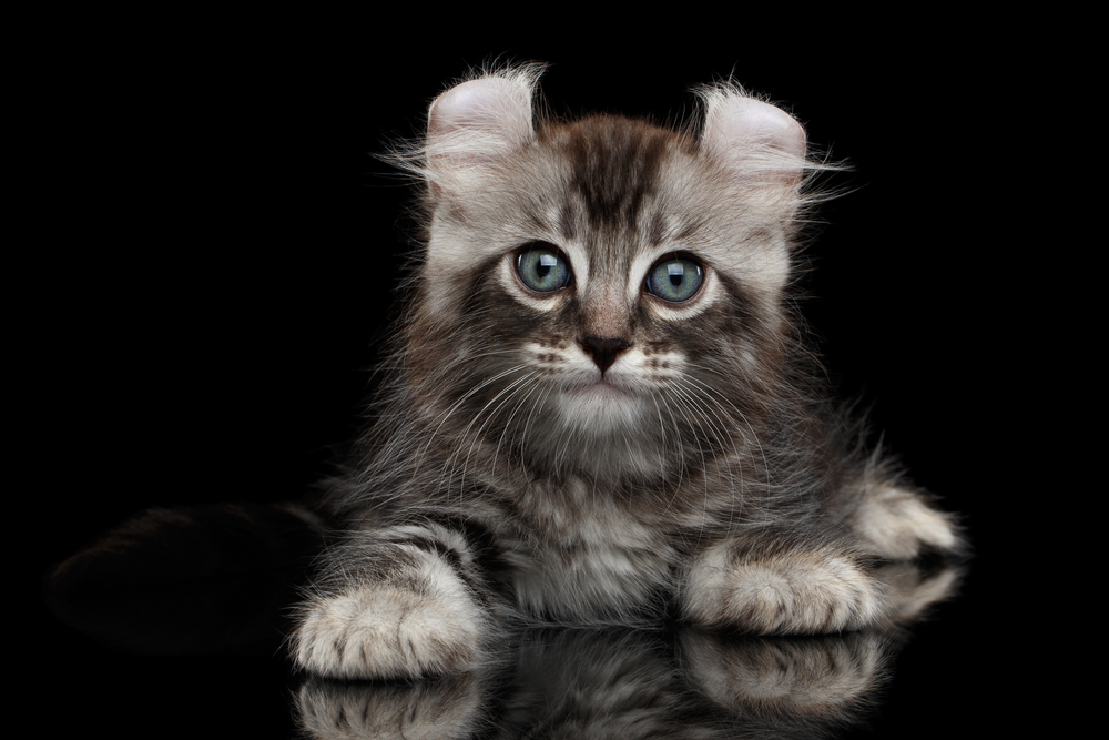 American Curl Kitten