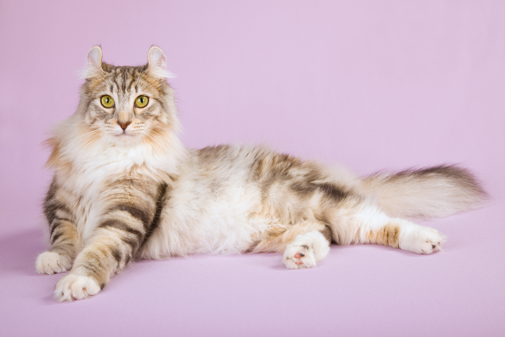 American Curl cat on lilac background