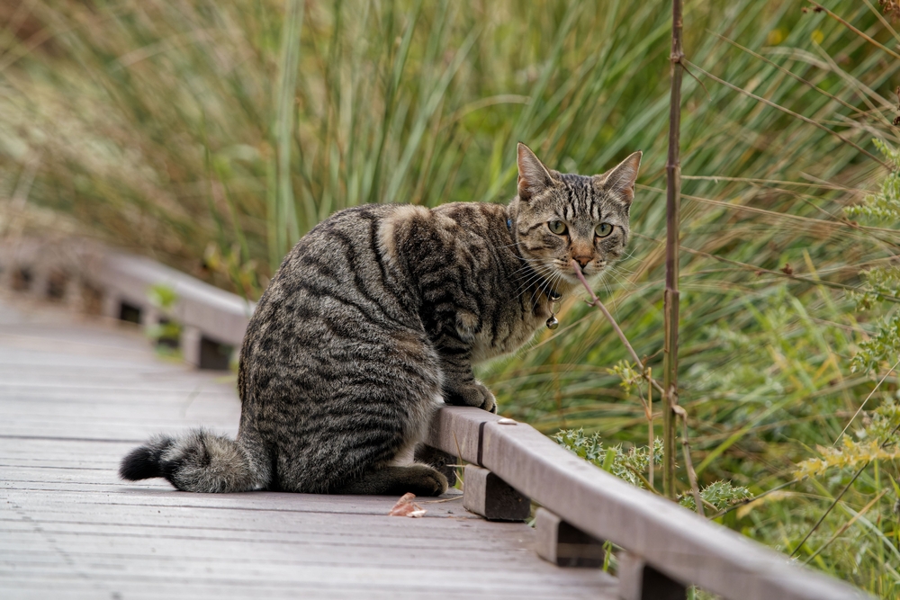 American Ringtail Cat