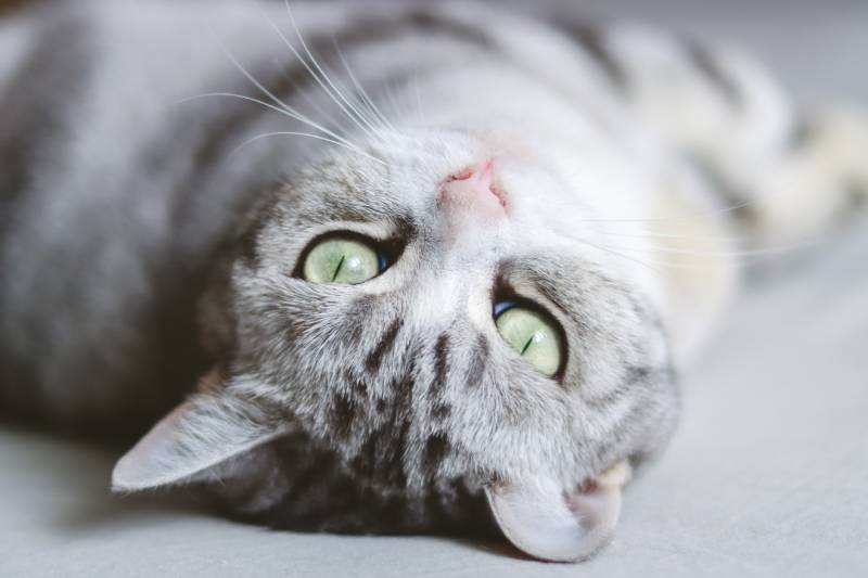 American Shorthair lying at its back