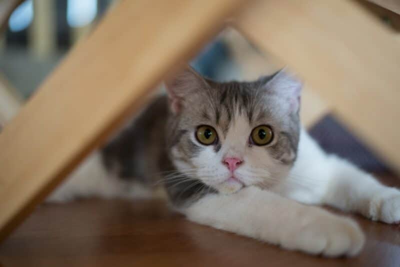 American-Wirehair-cat-sitting-curiously-under-the-table