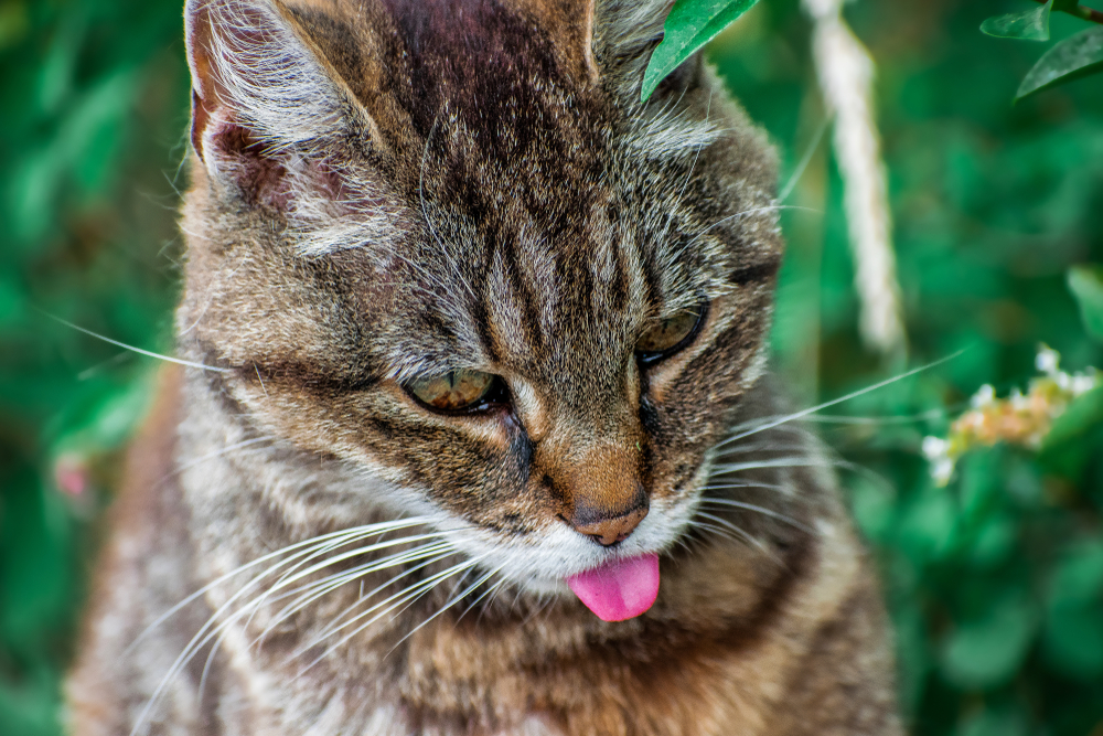 American Wirehairs