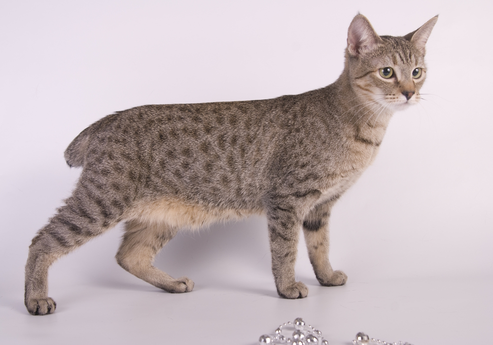 American-bobtail-on-white-background