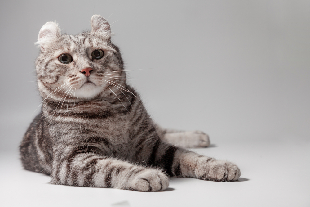 American curl cat Silver tabby color