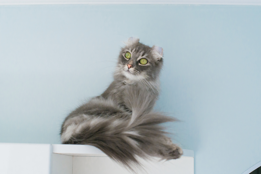 American curl cat is sitting and looking to the side