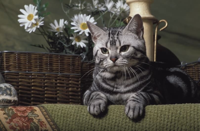 American shorthair cat lying on the couch