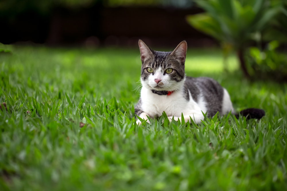 American wirehair cat grass