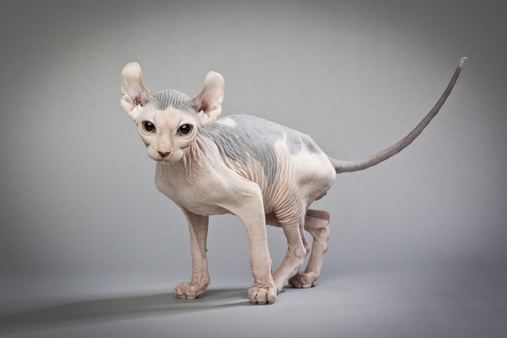 An elf cat with grey patches of skin