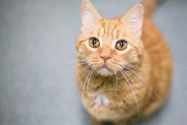 An orange tabby domestic shorthair cat with iris melanosis or hyperpigmentation in its eyes