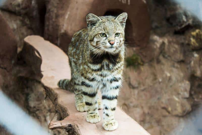 Andean cat at Animal Sanctuary