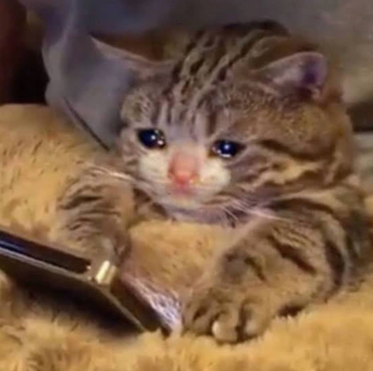 50 Perfect Crying Cat Memes Sad But Hilarious Jokes Catster