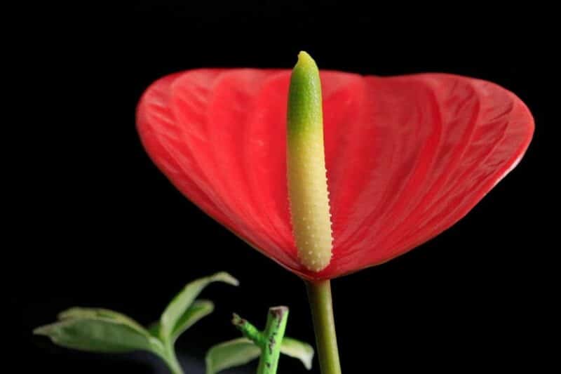 Anthurium flower in full bloom