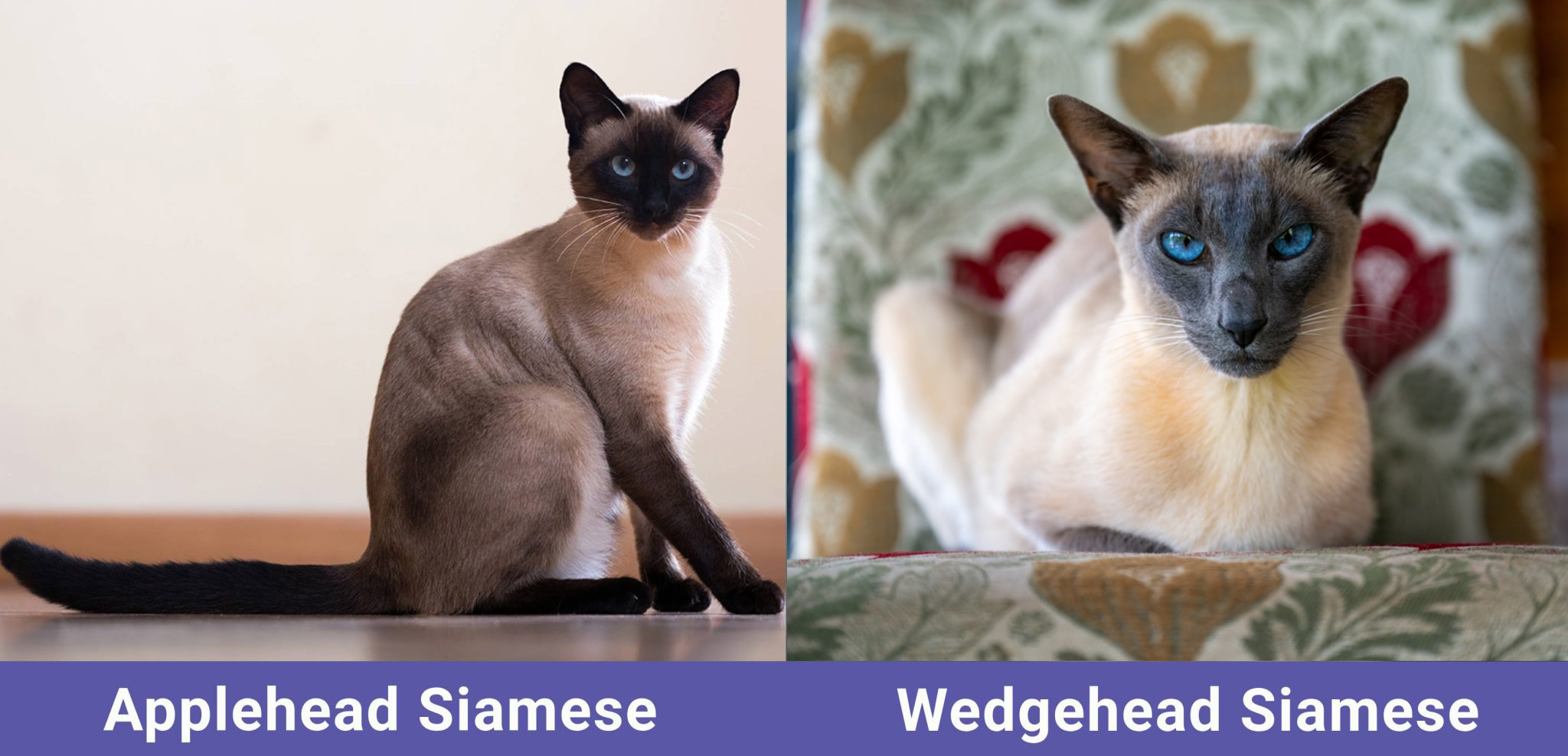 Applehead-VS-Wedgehead-