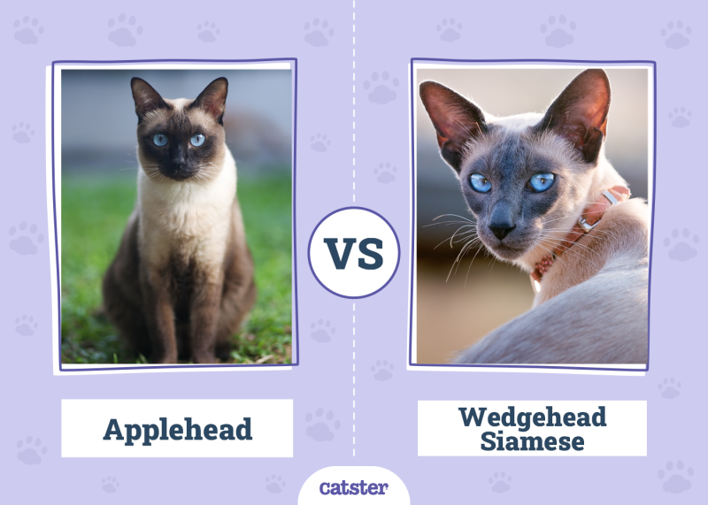 Applehead vs. Wedgehead Siamese