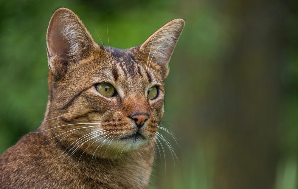 Ashera or Savannah cat