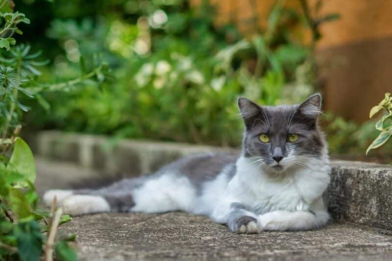 Asian semi-longhair