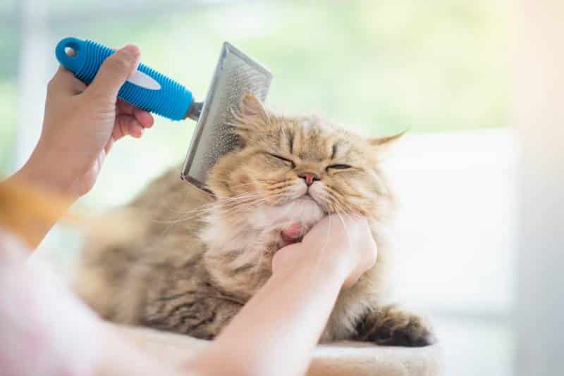 Asian woman using a comb brush the Persian cat