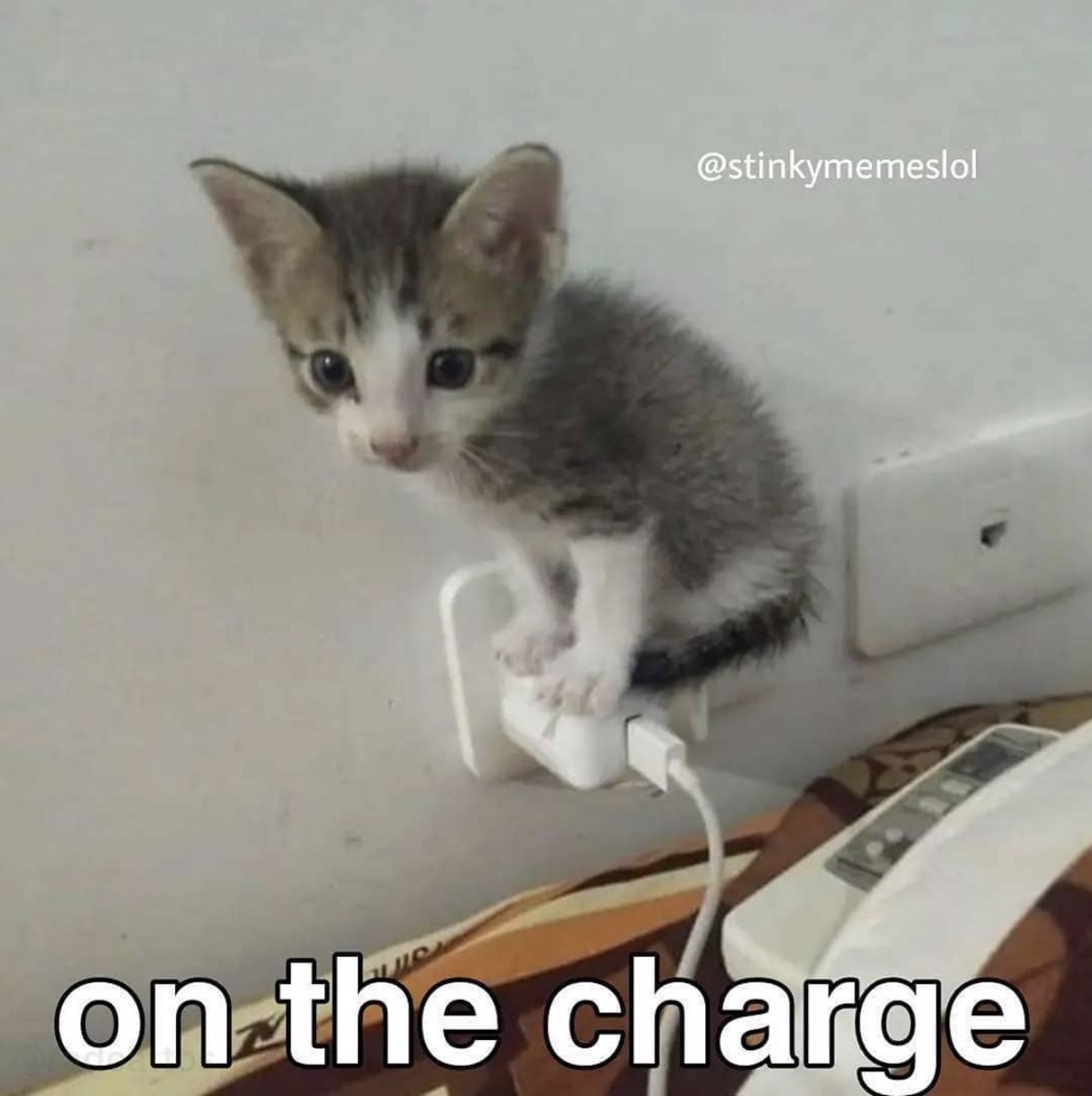 At 100% Cuteness