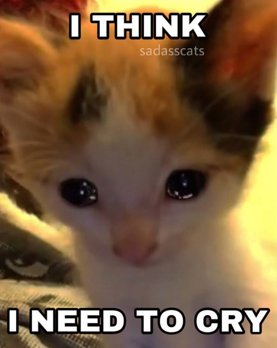 BRB Cat